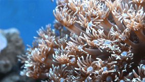 coral in aquarium