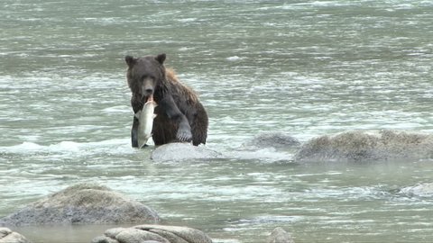 A Brown Bear dives into river and catches a salmon.