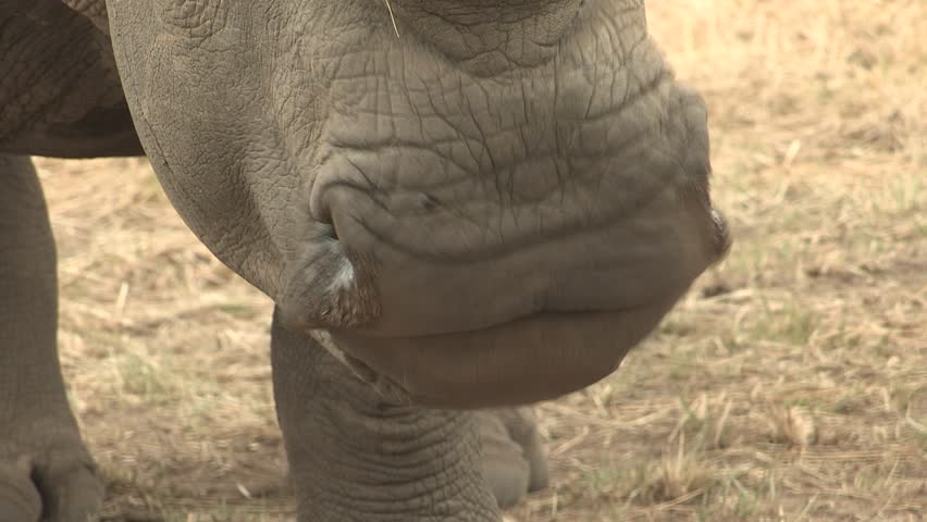Close up of White Rhino's mouth eating