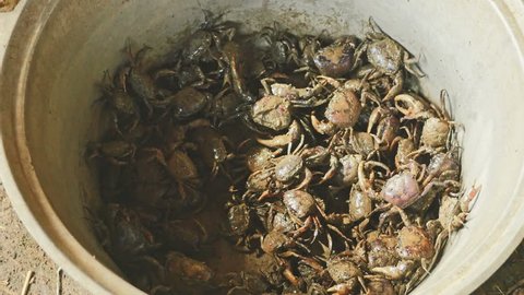 Mud crabs caught in rice fields and thrown into a bucket by a crab hunter ( extreme close up )