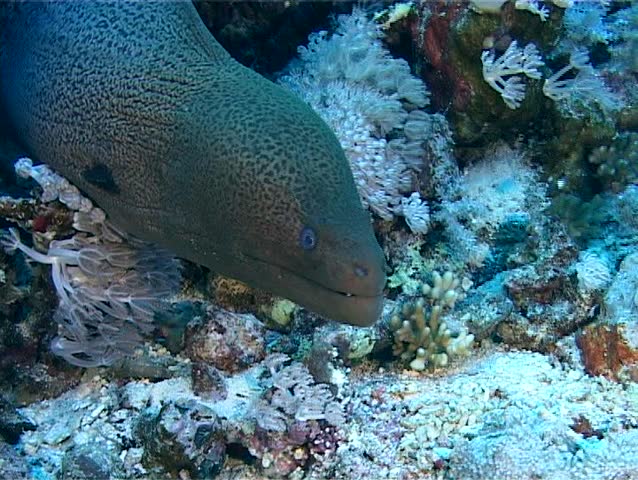 Marine fish Giant moray (Gymnothorax javanicus) protrudes out of the hole and opens his mouth. Close-up. Red Sea. Egypt.
