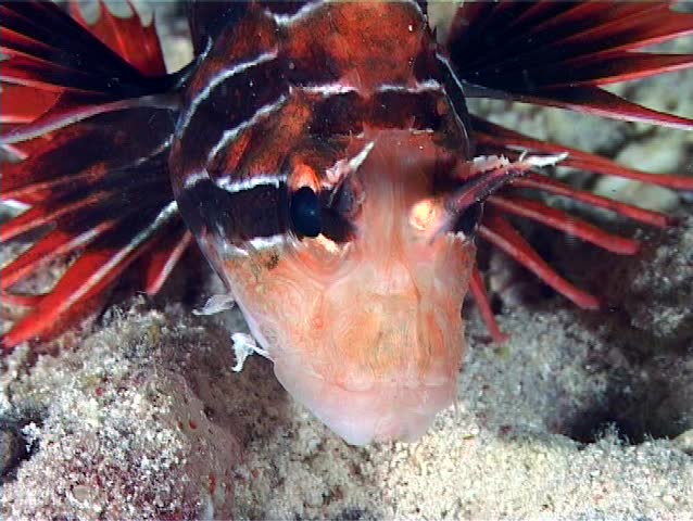 Portrait of Radial firefish (Pterois radiata). Close-up. Red Sea. Egypt.
