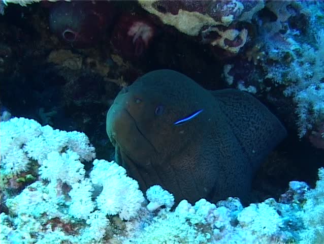 Marine fish Giant moray (Gymnothorax javanicus) protrudes out of the hole and opens his mouth. Fish Common cleaner wrasse (Labroides dimidiatus) examines the skin eels. Medium shot. Red Sea. Egypt.
