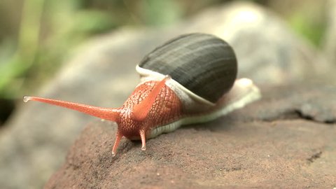tight shot of moving snail in kerala, India