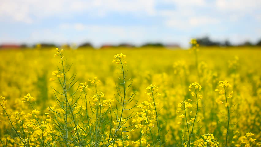 Rapeseed colza yellow Flowers rack focus