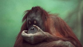 Uninhibited orangutan female close up, sitting on green blur background and savoring some food. Amazing great ape with human like expression. Wild beauty of red and shaggy monkey in excellent HD clip.