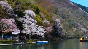 KYOTO, JAPAN - CIRCA APRIL 2014: A river cruise floats on the Katsura River in the spring. The river is a seasonal attraction known for the foliage on the riverbanks.