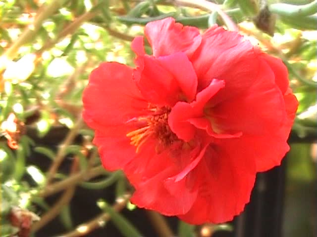 Red flower with bee
