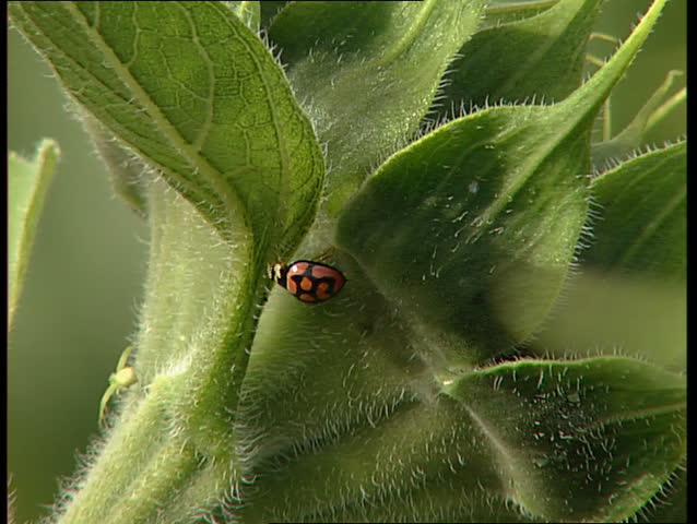 Red Ladybug beetle on sunflower