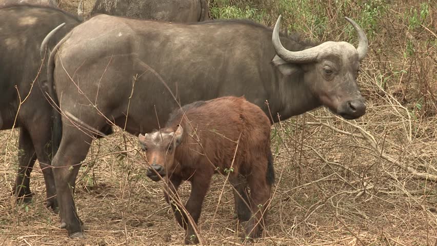 African buffalo calf eating