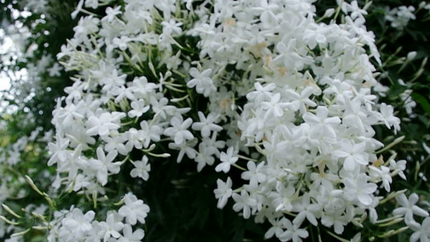 Jasmine Flowers Beautiful Jasmin Stock Footage Video 100 Royalty Free 8582995 Shutterstock