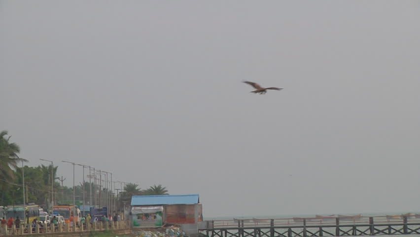 Wide Shot of an Eagle flying at Rameswaram circa 2014 in Tamil Nadu, India