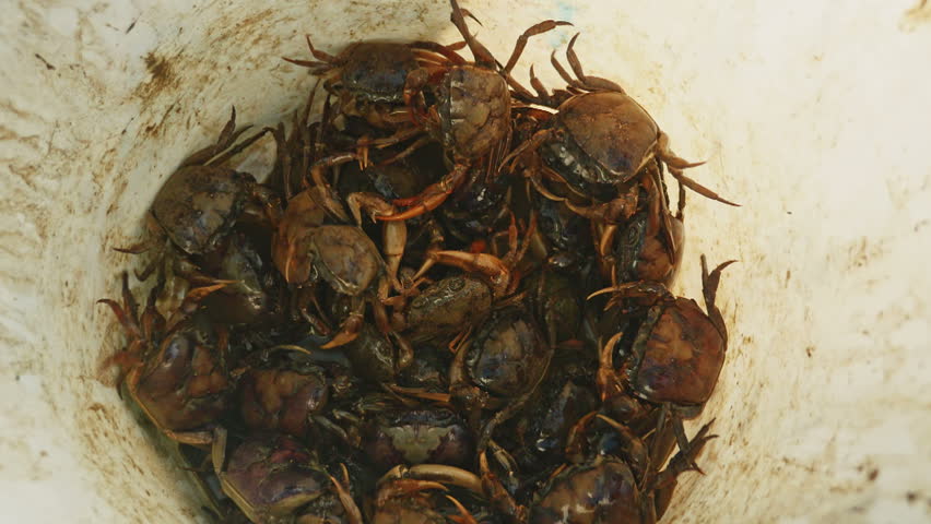 extreme lose-up on a bucket of mud crabs caught in rice fields by a crab hunter