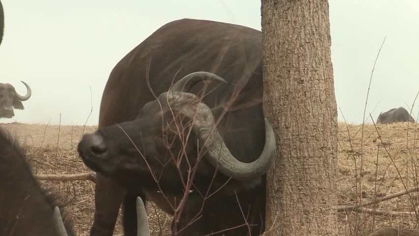 Adult African buffalo rubbing himself against a tree.