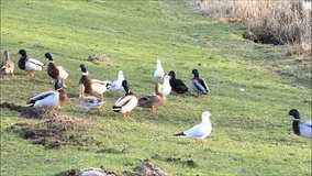 Ducks and seagull in the nature, mallard, seagull 
 
