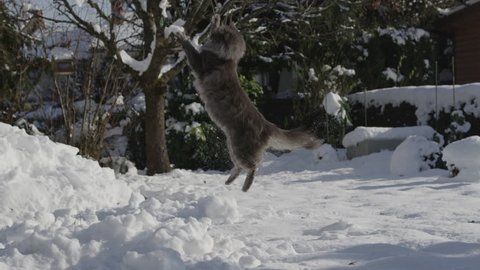 SLOW MOTION: Cat playing in fresh snow