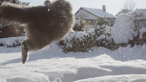 SLOW MOTION: Playful cat catching a snowball in snowy suburban garden. Happy pussy cat playing outdoors on a sunny winter day.
