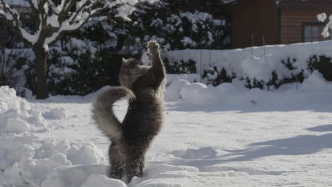 SLOW MOTION: Playful grey cat catching a snowball in winter