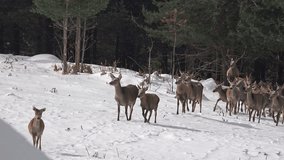 4k Reindeer, deer on snow meadow, uhd stock video