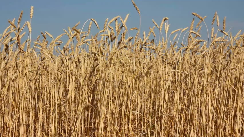 high stems of ripe wheat under a blue sky