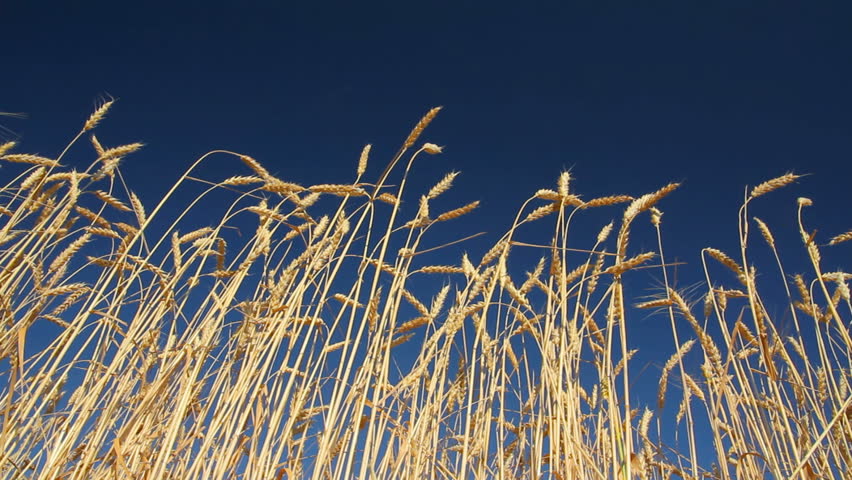 high stems of ripe wheat under a blue sky