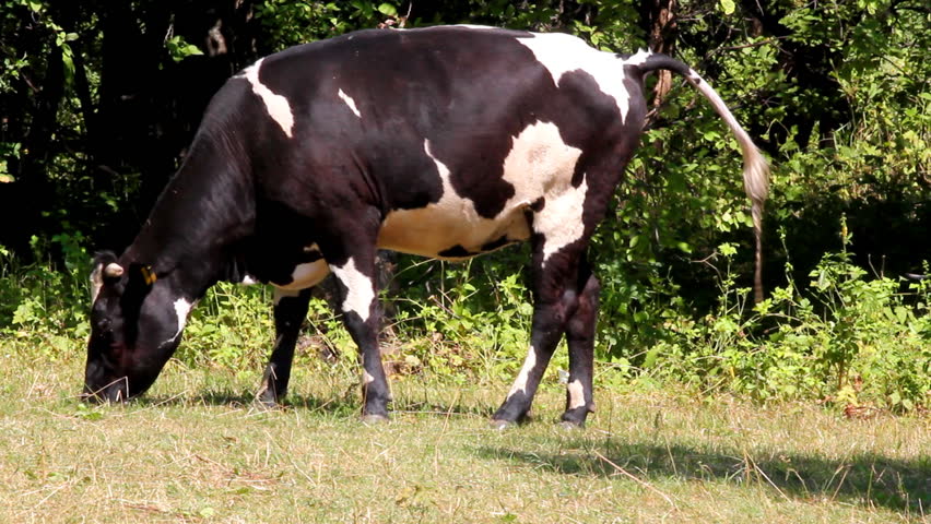defecating cow grazing in wood