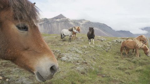 Horse - Icelandic horses close up on Iceland. Beautiful Icelandic horse standing on field in nature landscape with mountain. RED EPIC SLOW MOTION.