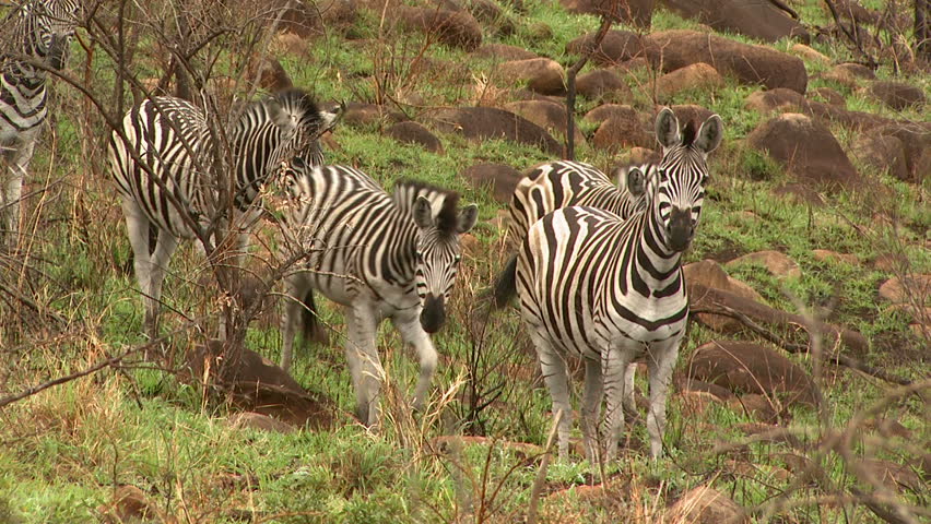 Group of Zebras walking together.