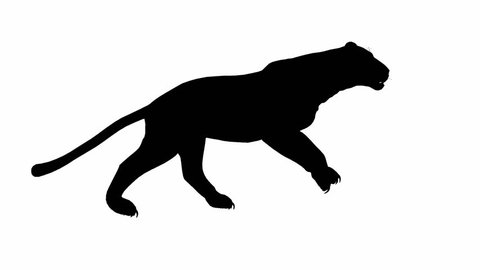 Looping Jaguar/panther/Leopard/puma Animation with silhouette
