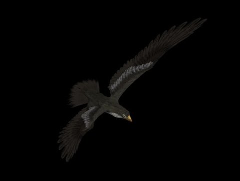 3D Falcon Hawk fly Motion Graphics (alpha channel)