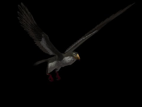 Golden Eagle Flying Loop の動画素材 ロイヤリティフリー Shutterstock