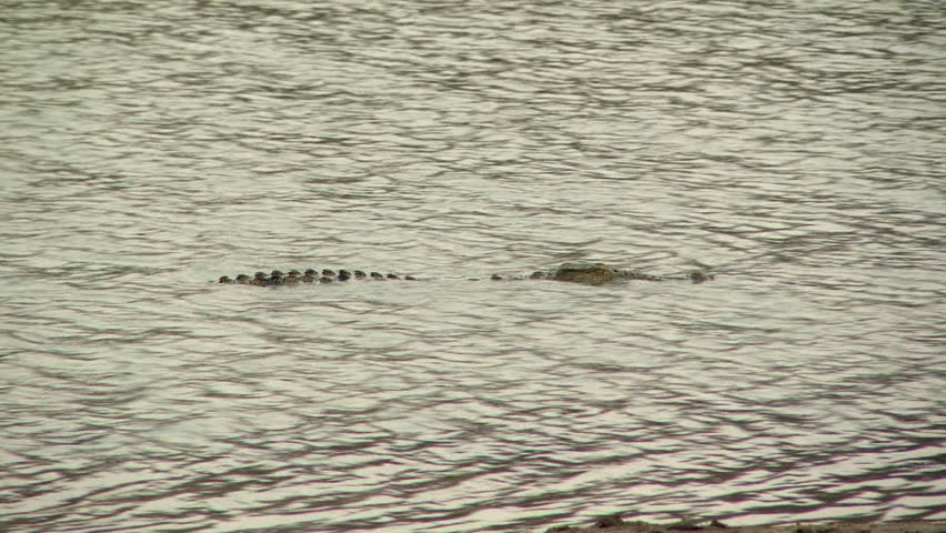 Nile crocodile in water
