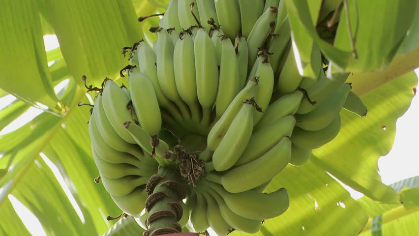 Hanging bunch of bananas 
