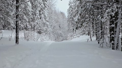 Snowy pathway in winter evergreen forest, Karelia, Russia