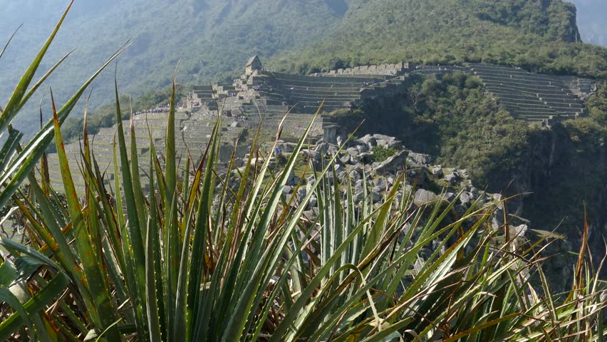 Machu Picchu ruins in Peru are UNESCO World Heritage and one of the worlds most famous cult sites. In the foreground a for this site characteristic Aloe Vera plant.