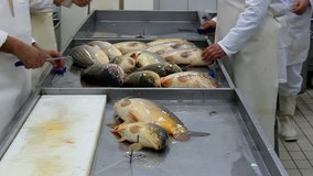 Manual cleaning of carp fish in the fish market, Cleaning fish carp, Video clip