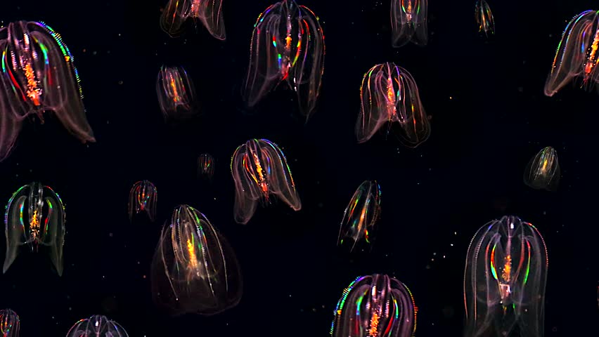 Twenty glowing Jellyfish float through the Atlantic Ocean. These Comb Jellies (Mnemiopsis) produce a fantastic rainbow light show via diffracting light through movement of cilia (and bioluminescence). Royalty-Free Stock Footage #8601460