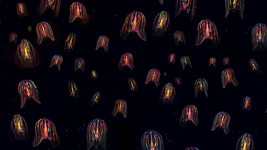 Many glowing Jellyfish float through the Atlantic Ocean. These Comb Jellies (Mnemiopsis) produce a fantastic rainbow light show via diffracting light through movement of cilia (and bioluminescence). Royalty-Free Stock Footage #8601463