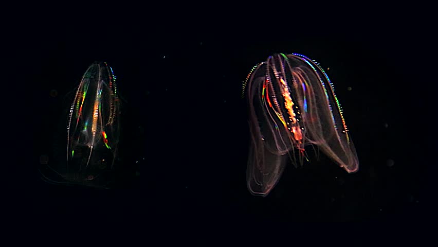 Two glowing Jellyfish float through the Atlantic Ocean. These Comb Jellies (Mnemiopsis) produce a fantastic rainbow light show via diffracting light through movement of cilia (and bioluminescence). Royalty-Free Stock Footage #8601469