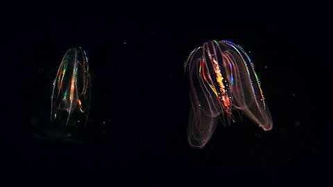 Two glowing Jellyfish float through the Atlantic Ocean. These Comb Jellies (Mnemiopsis) produce a fantastic rainbow light show via diffracting light through movement of cilia (and bioluminescence).