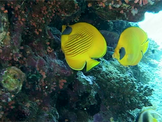 Pair of marine fish Bluecheek butterflyfish (Chaetodon semilarvatus) hiding under the eaves of the reef. Medium shot. Red Sea. Egypt.
