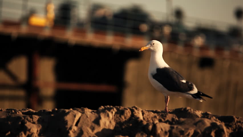 Close up of a dove at a beach walking out of focus