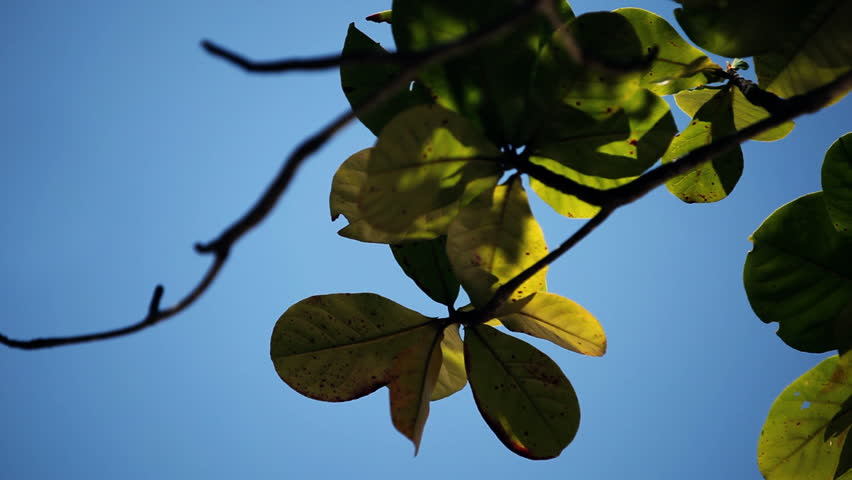 Close up of leafs waving in the wind in front of a perfect blue sky, 2 different