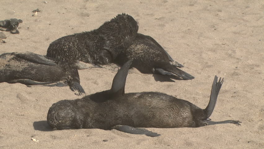 Baby seal pups relaxing on the beach on the West Coast of the Northern Cape,
