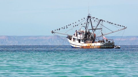Locked down shot of an old fishing trawler with many seabirds perched on the outriggers of the boat in La Paz, Baja California, Mexico.