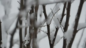 Large Snowflakes Falling Next to Tree