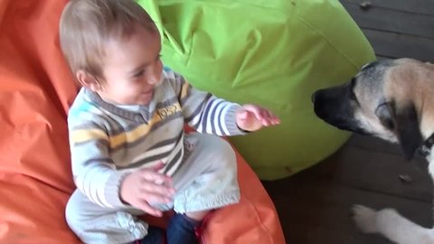 Two huge dogs attack licking a happy child