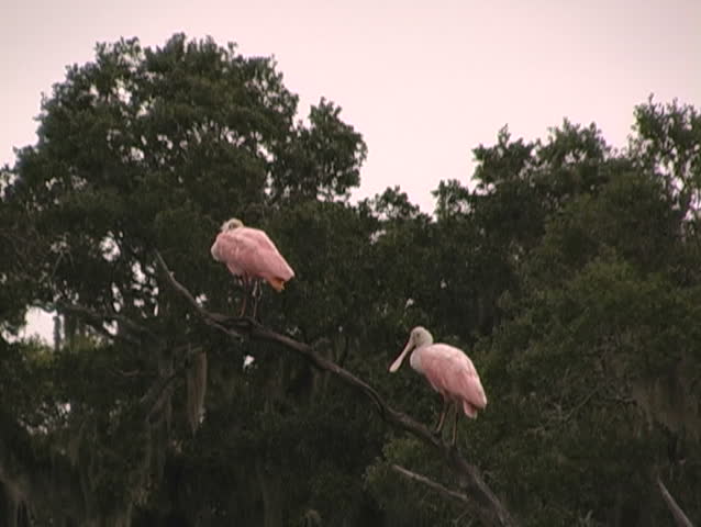 spoonbills in a tree