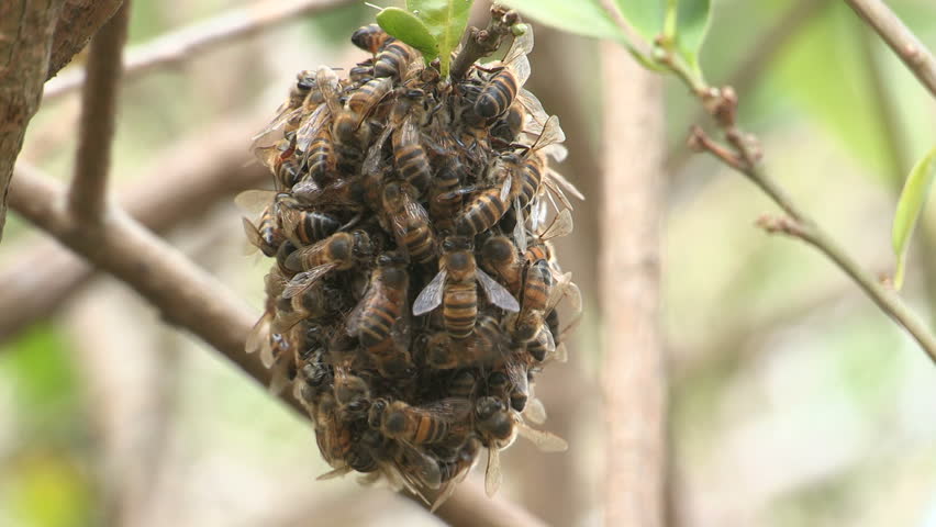 Layers  of Bees on top of each other in the shade. 