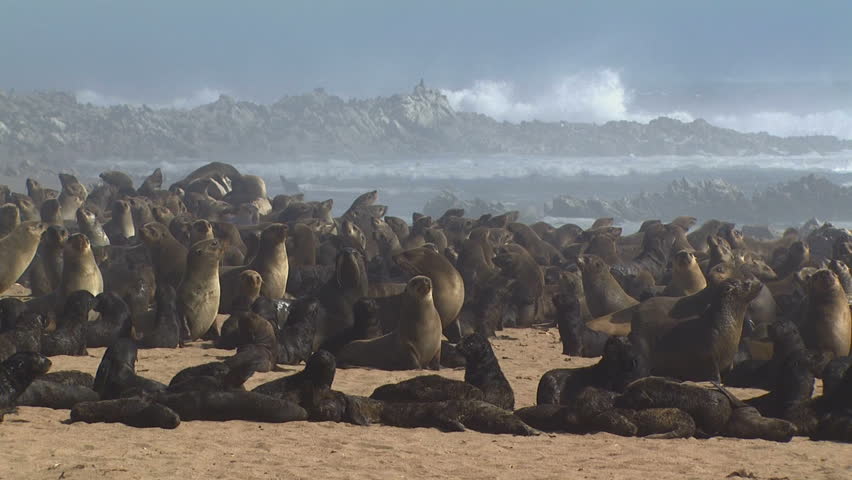 Seal families off the West Coast of Namaqualand South Africa